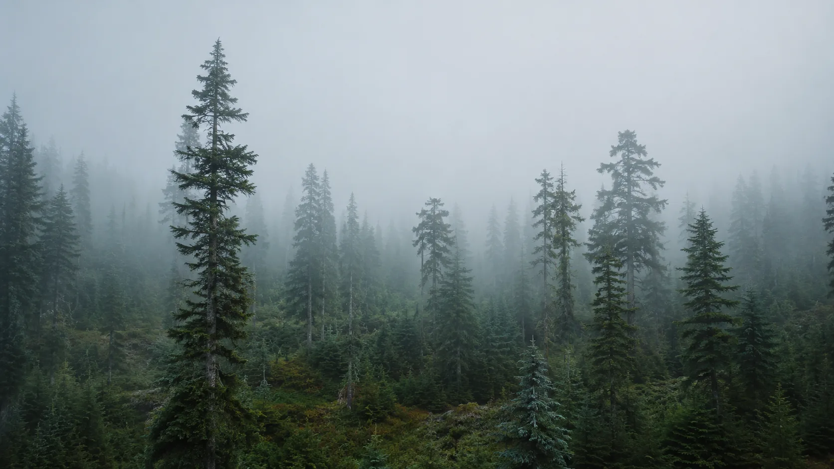 Editorial landscape photograph of a misty evergreen forest with trunks fading into fog