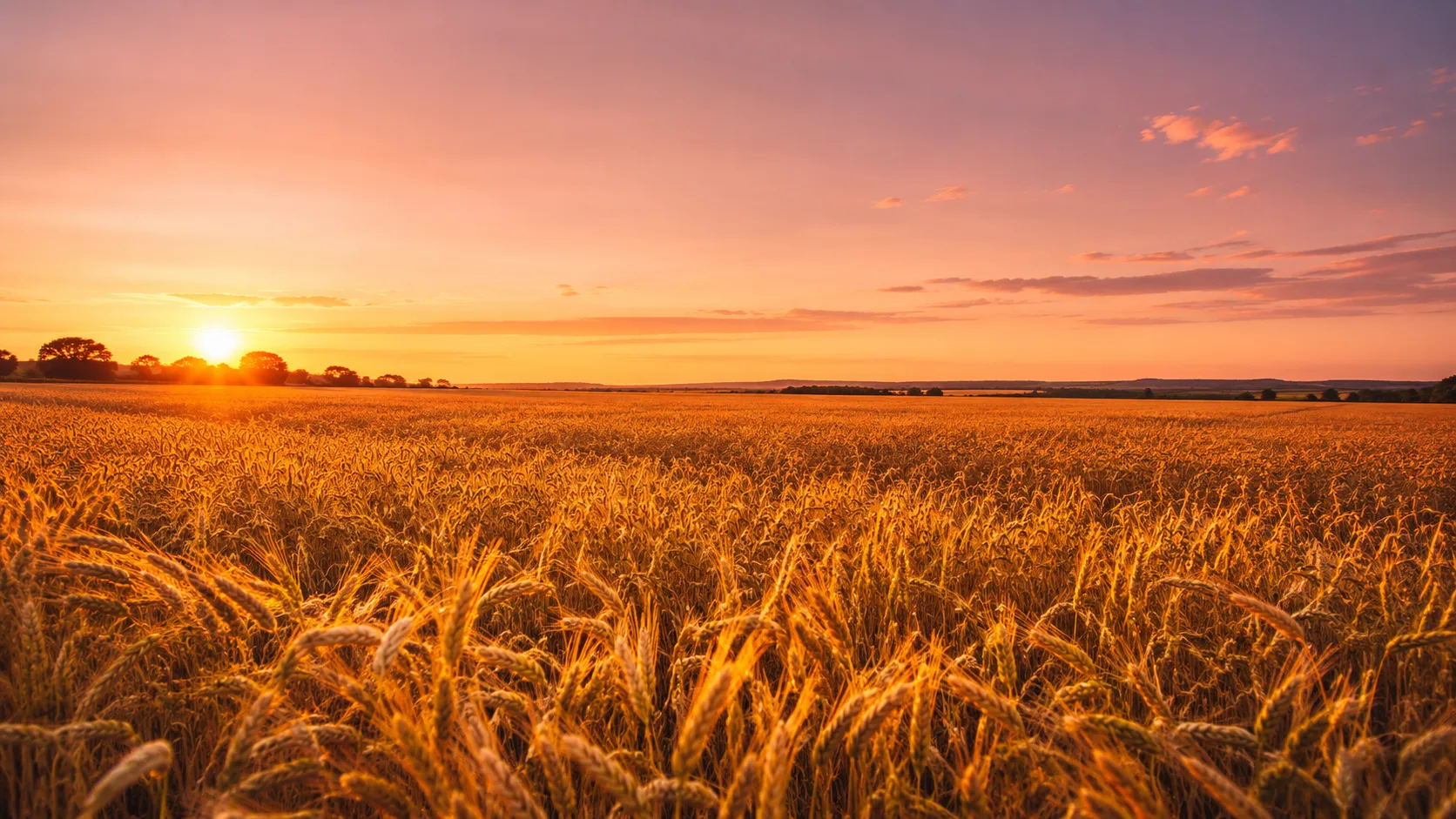 Editorial landscape photograph of a wide golden grain field glowing at sunset