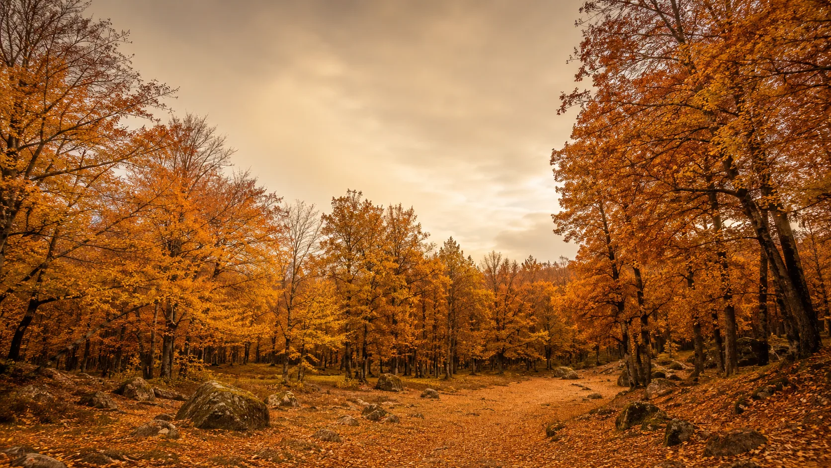 Editorial landscape photograph of an autumn forest in warm gold and amber foliage