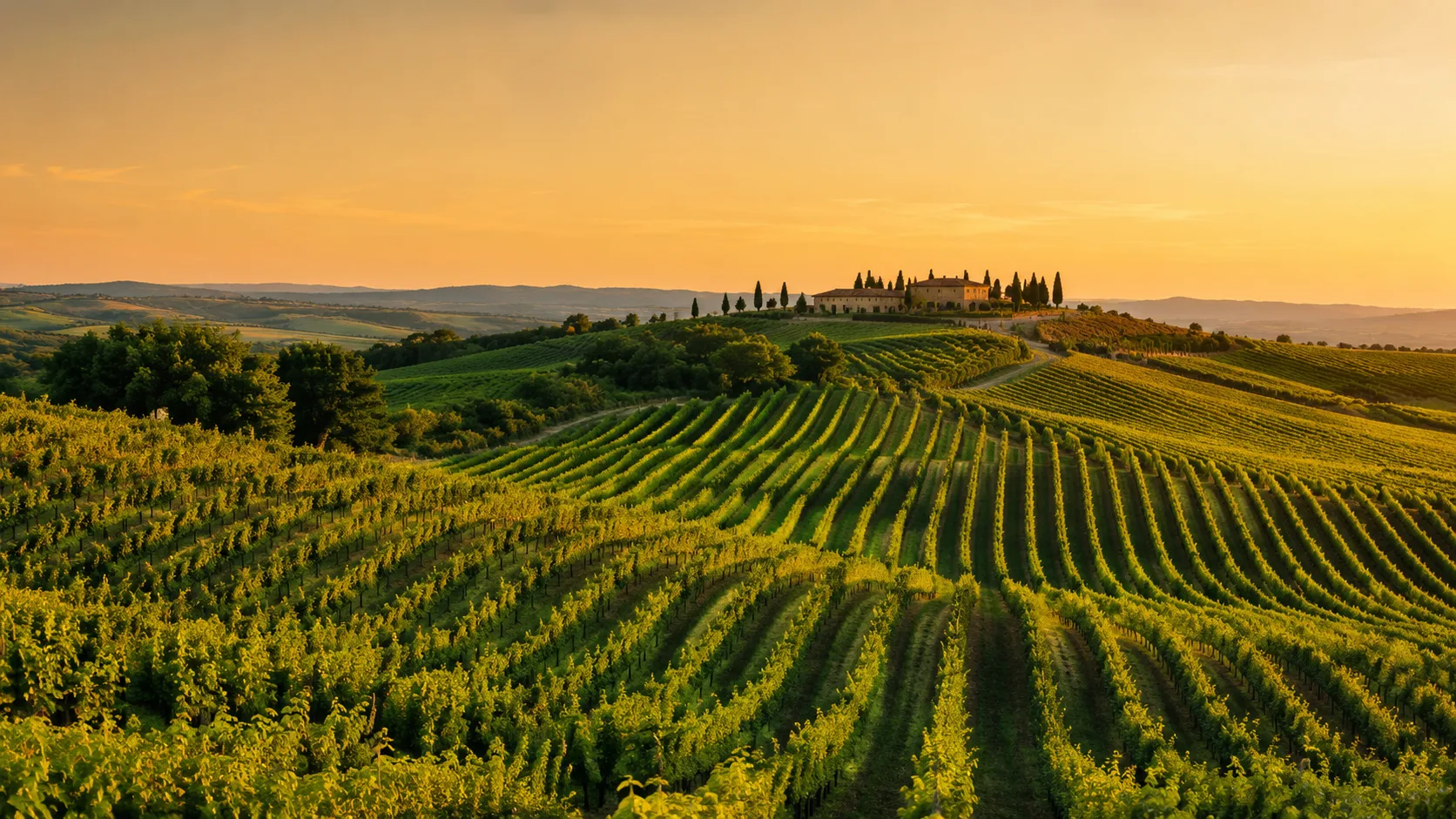Editorial landscape photograph of a rolling vineyard with neat rows curving over hills