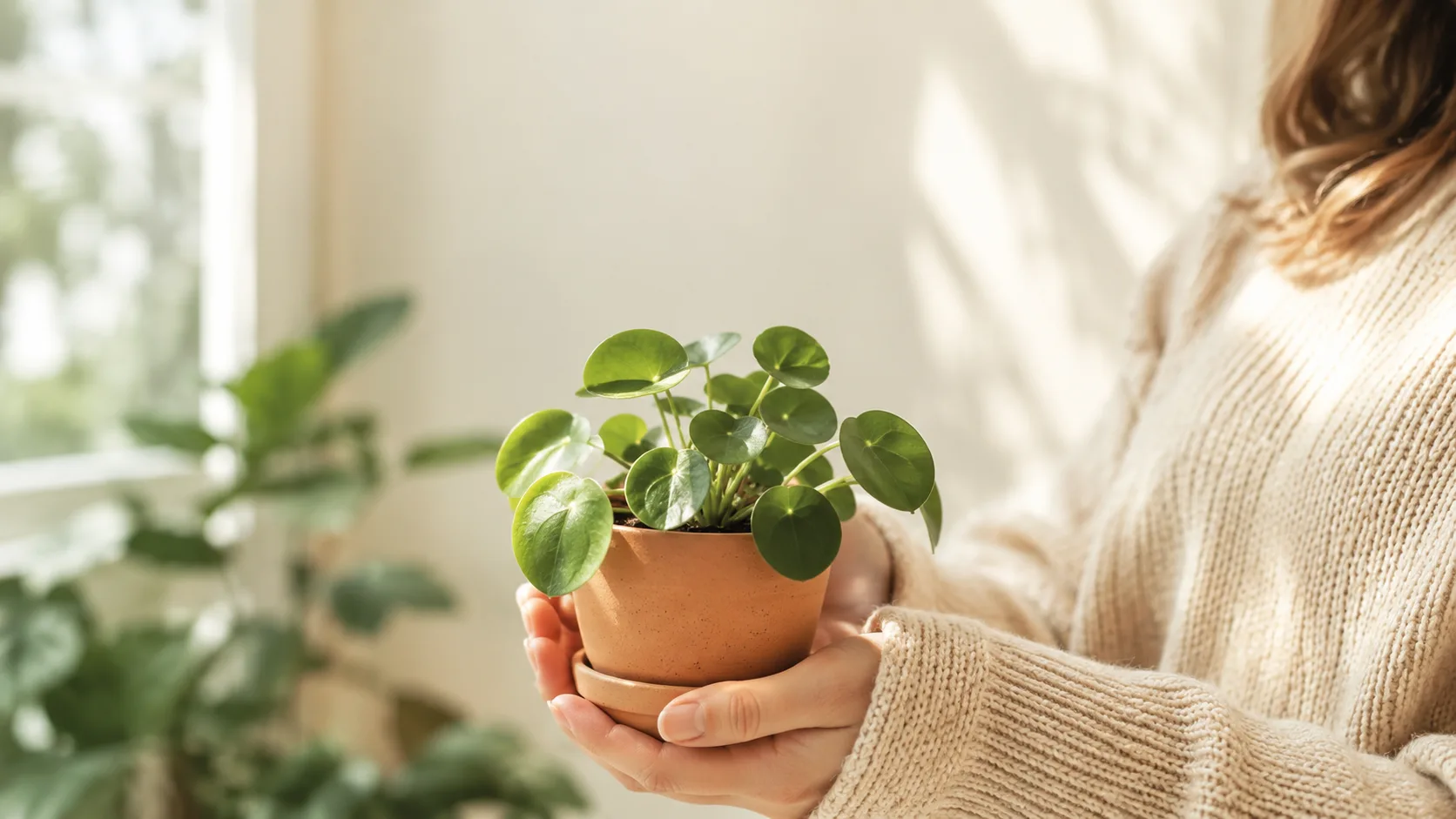 Editorial lifestyle photograph of hands gently cradling a small potted houseplant