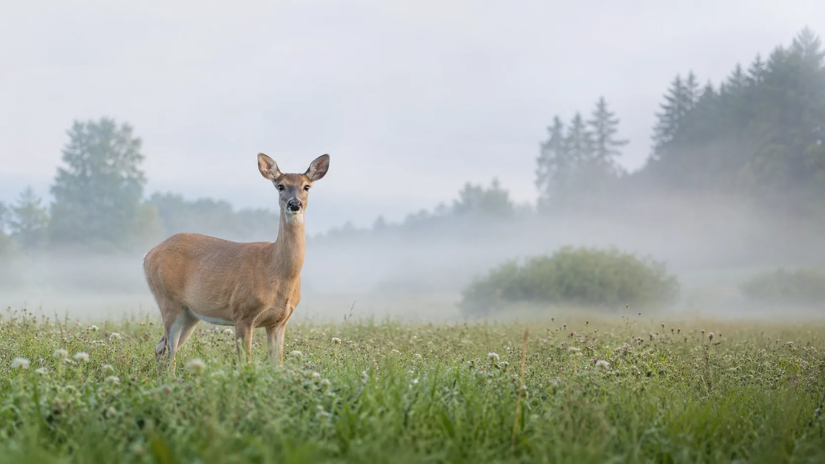 Editorial wildlife photograph of a deer in a misty morning meadow