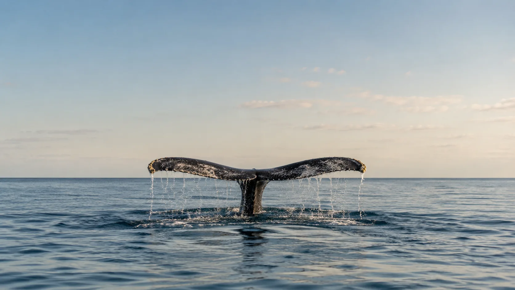 Editorial wildlife photograph of a whale tail rising above a calm ocean surface