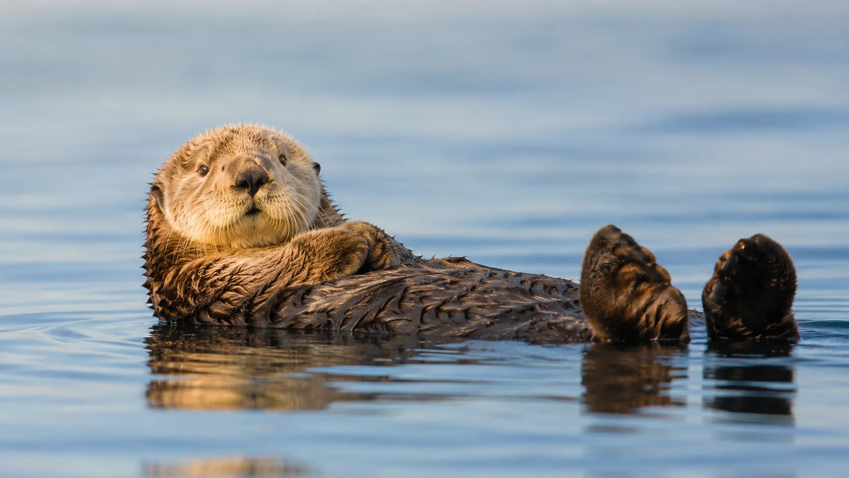 Editorial wildlife photograph of a sea otter floating on its back on calm water